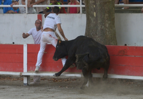 Le compte-rendu des courses camarguaises du week end