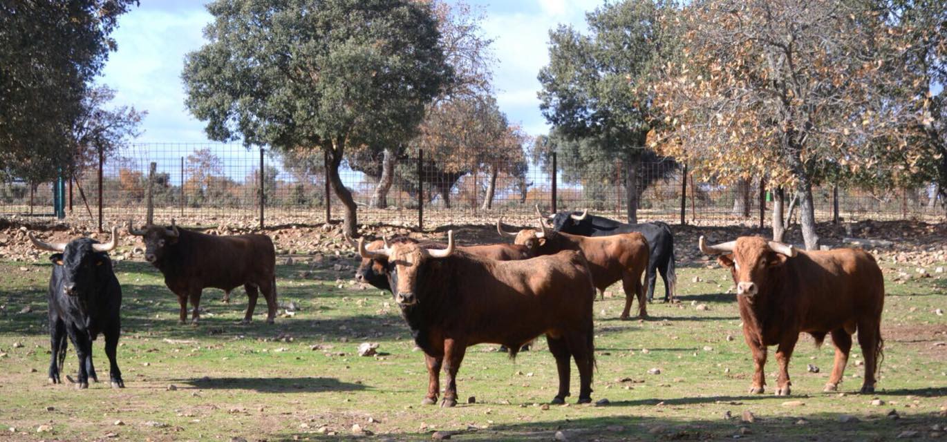 FERIA DU TORO VIC 2018 – Pedraza de Yeltes sera présent pour la corrida du lundi