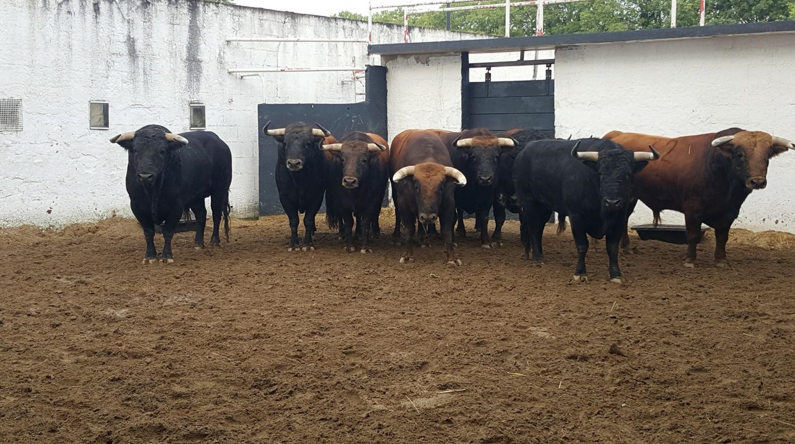 SORTEO – DIMANCHE 20 MAI 2018 – 11h30 – Corrida de Juan Pedro DOMECQ pour Enrique PONCE, Juan BAUTISTA et Jesus Enrique COLOMBO (confirmation d’alternative)