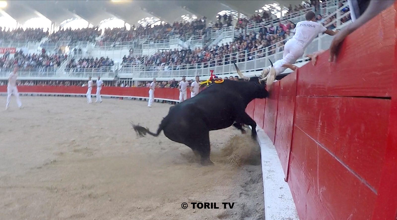 LUNEL – JUPITER, le Bioù d’or 2018 de la Manade Laurent, remplacé par TIMOKO (Lautier)