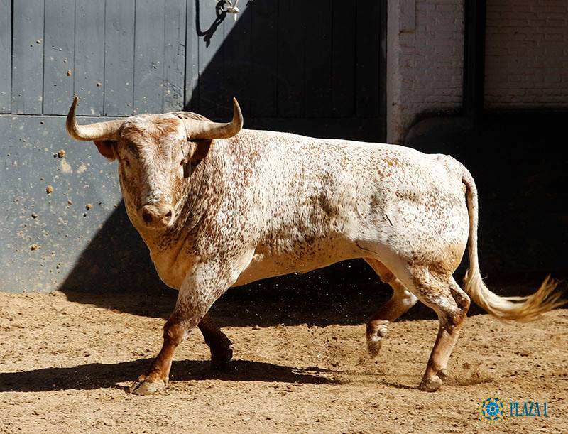 La ganaderia NUNEZ DEL CUVILLO fournira plus de 20 corridas en 2019.