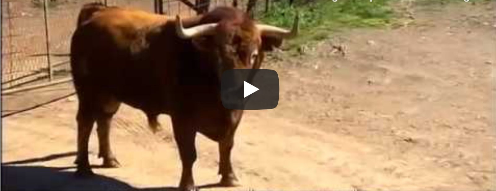 El toro agresivo de Peñajara impone su dominio | Toros desde Andalucía – Programa Toros para todos