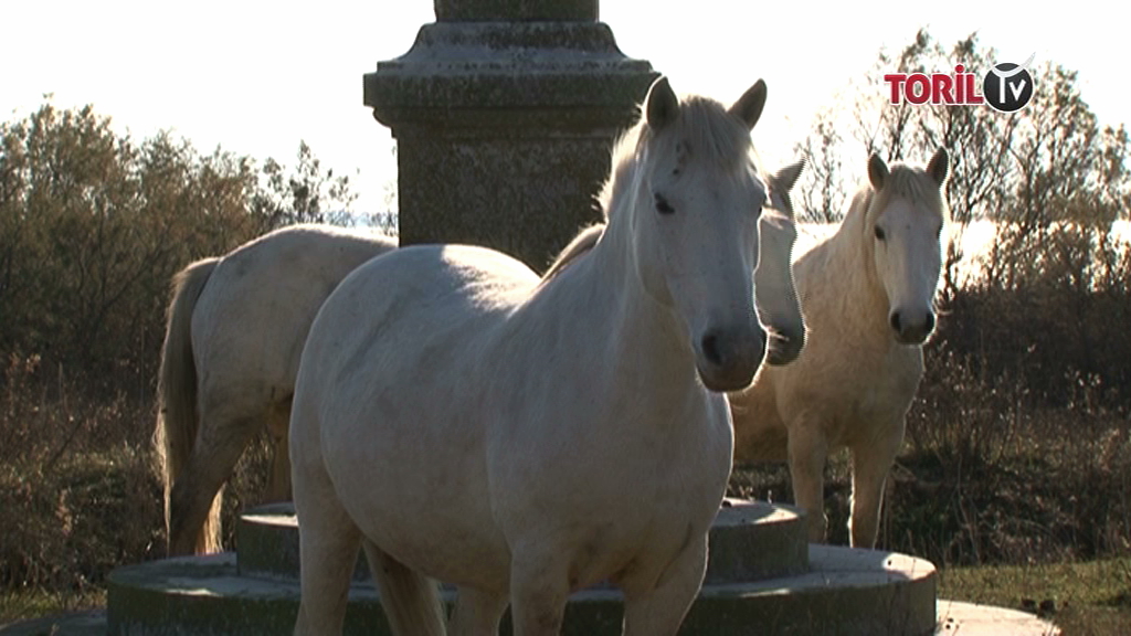 Le Cheval Camargue, entre terre et eau