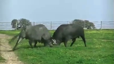 VIDEO – Quand les Victorinos s’affrontent au campo