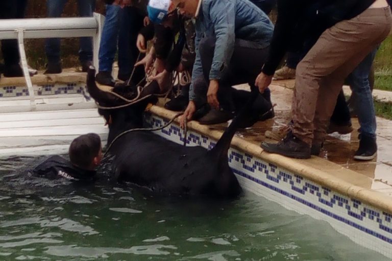 SAINT BAUZELY – Le taureau échappé finit dans la piscine