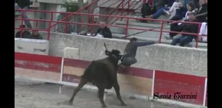 PELISSANNE (14/04/2018) – L’attente au fer spectaculaire de la manade Blanc durant la course de ligue