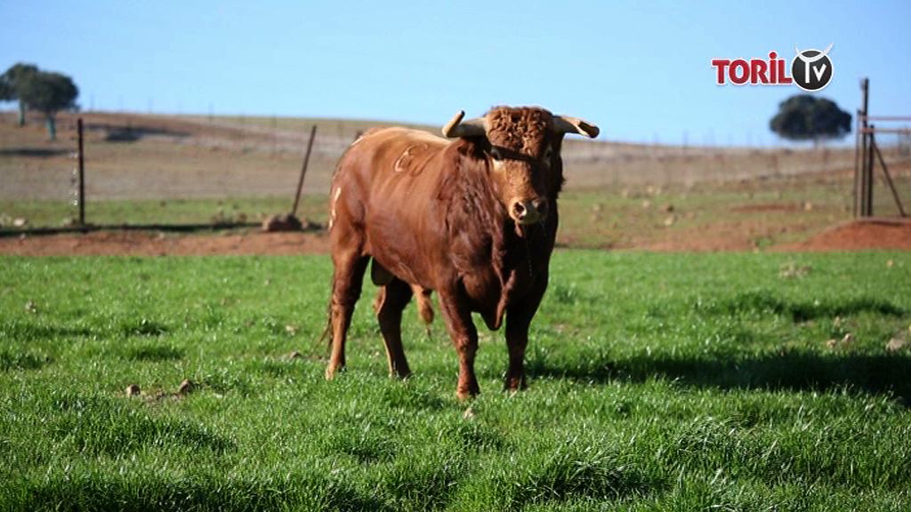 LASTIMOSO, du campo au campo