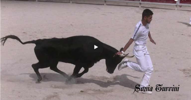 PELISSANNE (02/05/2018) – Retour en vidéo sur la course des vaches cocardières