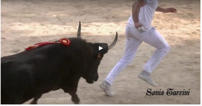 VIDEO // SPECIAL // BEST OF 2018 (Mars, Avril, Mai) Course Camarguaise