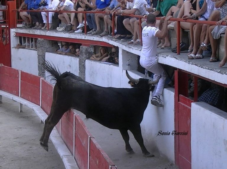 PALUDS DE NOVES (14/07/2018) – Le résumé vidéo de la course