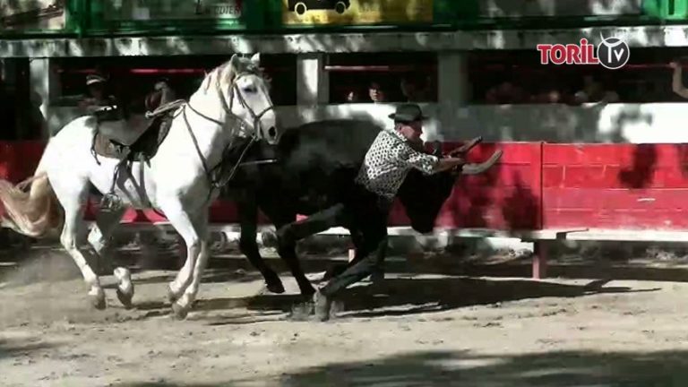 ARAMON (03/09/2018) – Retour en vidéo sur l’avant-course de la manade Clément – saut de cheval à taureau, attente au fer et rodéo