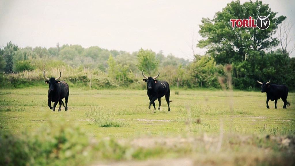 Le Seigneur de Camargue