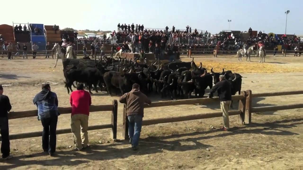 AIGUES MORTES – La Fête votive maintenue. Nouvelles mesures d’urgence et surveillance