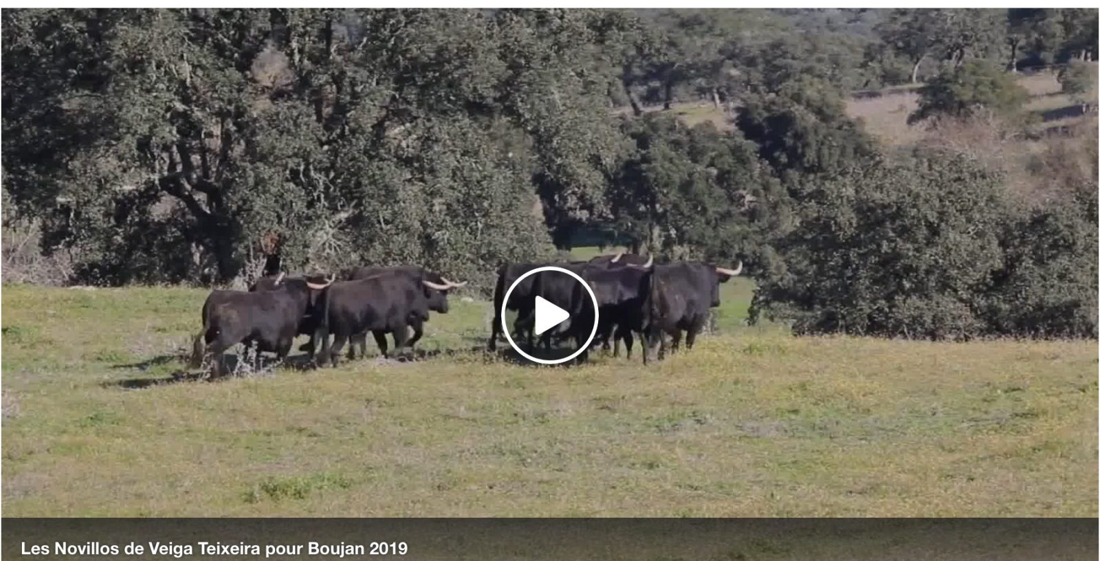 VIDEO // Les novillos de la 5° édition de Toros Y Campo BOUJAN 2019