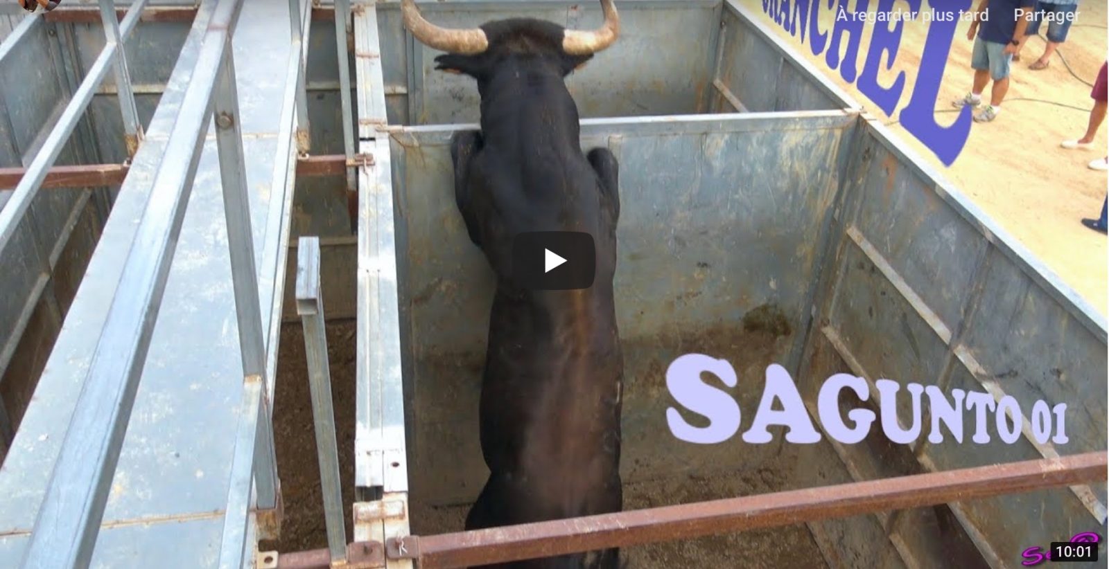 2018 SAGUNTO – TORO casi se sale de los Corrales
