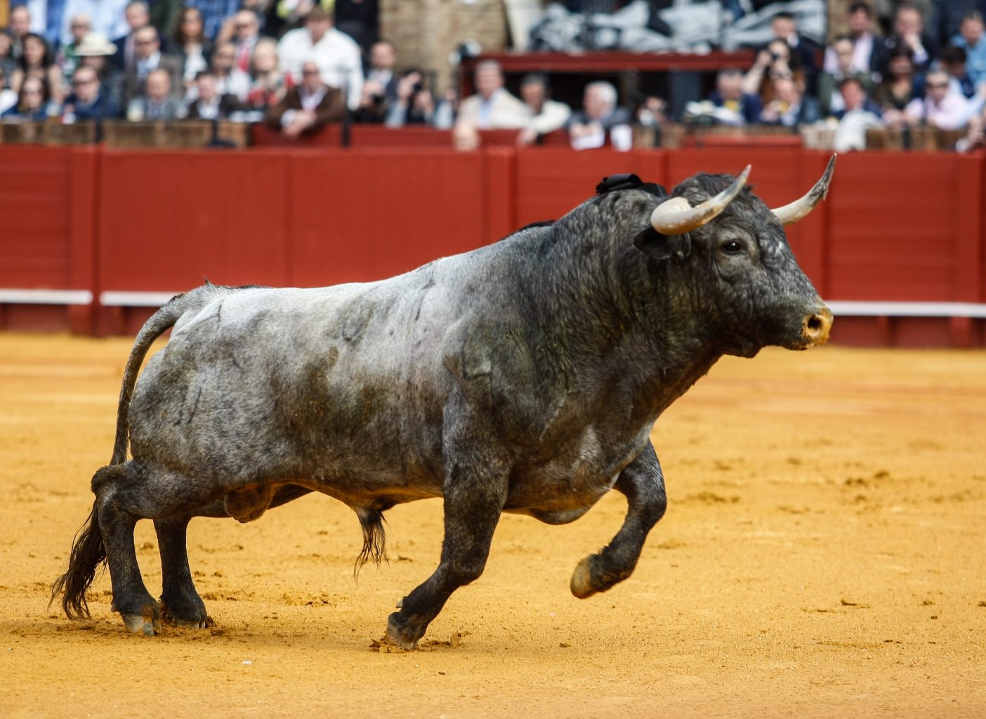 SEVILLE – Les ganaderias des corridas sont connues.