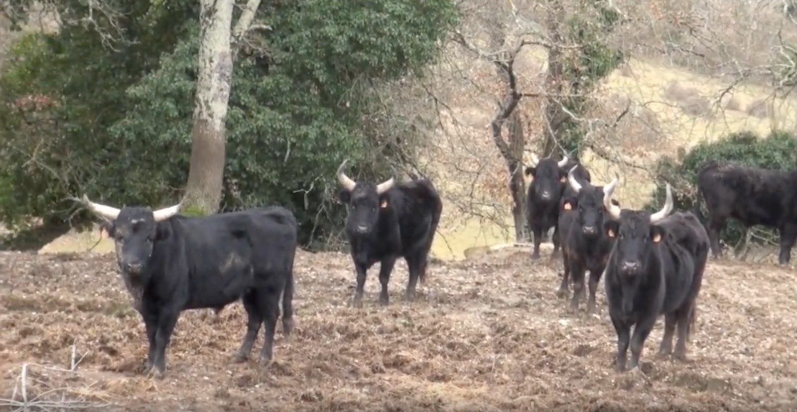 VIDEO // Journée à la manade JONCAS du Club Taurin “Lou Pougaou”