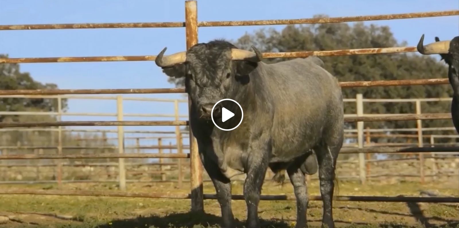 VIDEO // Les toros de VICTORINO MARTIN pour Vistalegre (23/02/2019)
