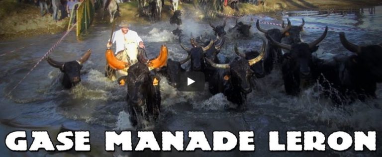 MANADE LERON (16/03/2019) – Ferrade, abrivado et gase – Retour en vidéo