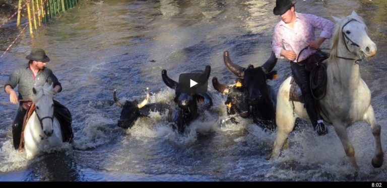 GASE MANADE LERON (16/03/2019) – Retour en vidéo sur la journée taurine à la manade Leron