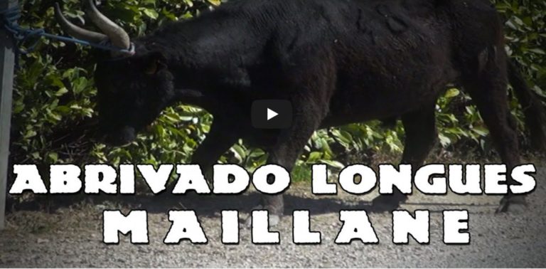 MAILLANE (13 et 14/04/2019) – Retour en vidéo sur les abrivados longues