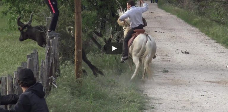 MEYNES (27/04/2019) – Retour en vidéo sur la journée taurine – Abrivado, bandido parcours ouvert