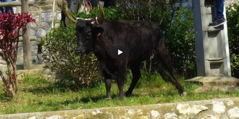 MONTPEZAT (13/04/2019) – Retour en vidéo sur la journée taurine