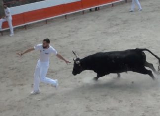Course de taureaux de la manade du Rhône