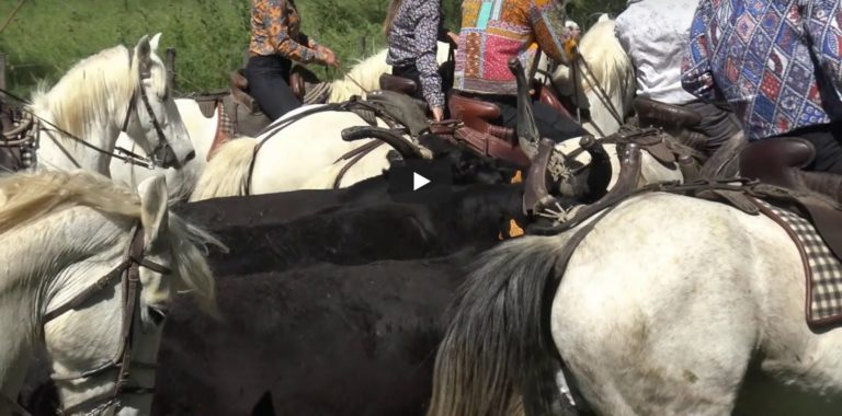 LE CAILAR (04/05/2019) – Retour en vidéo sur le festival d’abrivado