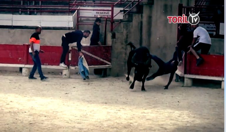 Retour en vidéo sur la journée taurine