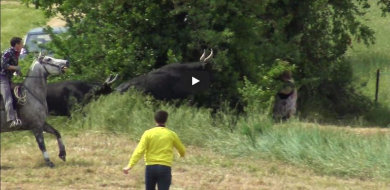 Festival d abrivado parcours ouvert