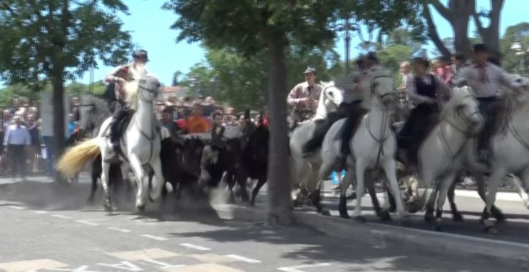 Le concours d Abrivado d Alès