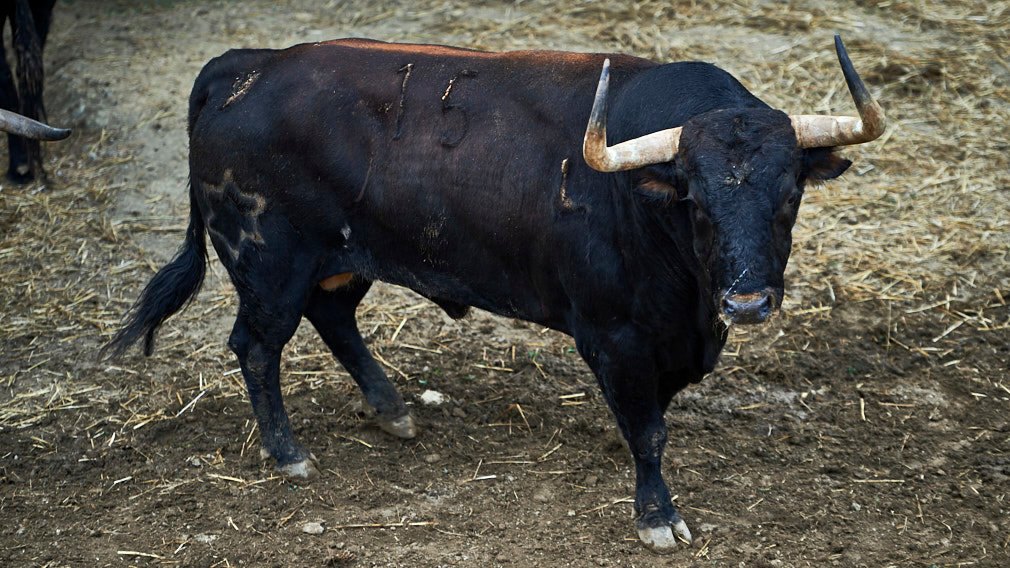 PAMPLONA (10/07/2019) – SORTEO et présentation de la corrida du jour – Toros de JANDILLA et VEGAHERMOSA pour Diego Urdiales, Sebastien Castella et Roca Rey.