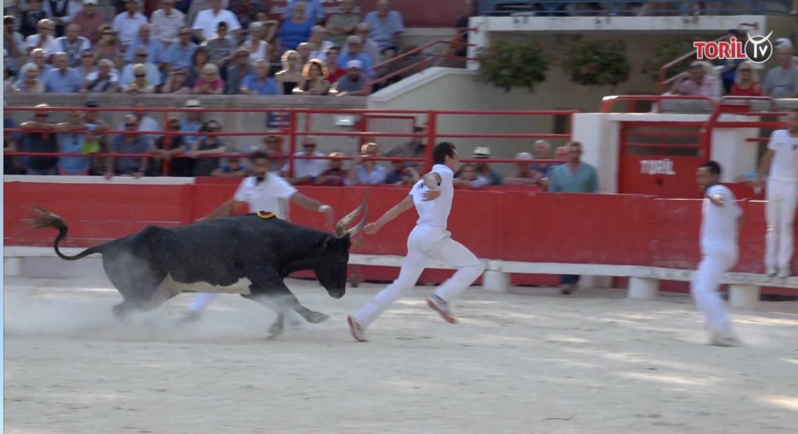 L’ANALYSE : Timoko (Manade Lautier) – Beaucaire (14/07/2019)