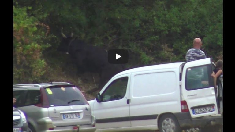 GAJAN (27/07/2019) – Retour en vidéo sur le festival d’abrivado bandido parcours ouvert