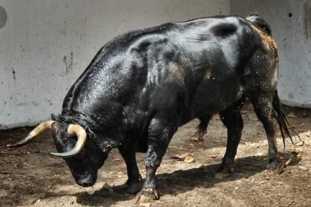 Son sacrifice sauve sa race…