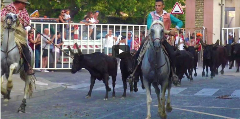 BOUILLARGUES (05/08/2019) – Retour en vidéo BANDIDO et 40 TAUREAUX
