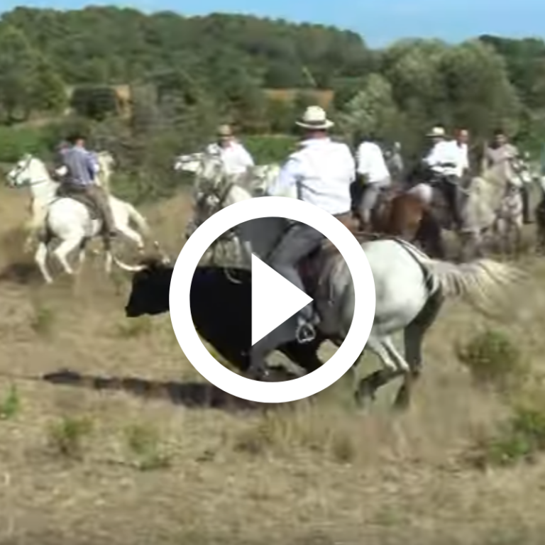 SOUVIGNARGUES (17-08-2019) ABRIVADO LONGUE + FESTIVAL DE BANDIDO PARCOURS OUVERT