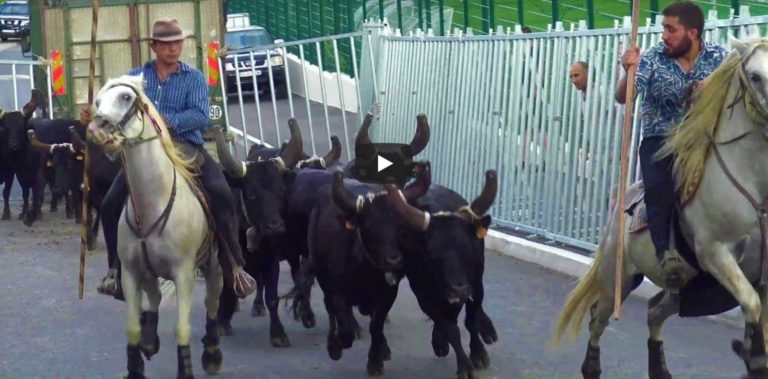 LA CALMETTE (10/08/2019) – Retour en vidéo sur la BANDIDO 12 TAUREAUX