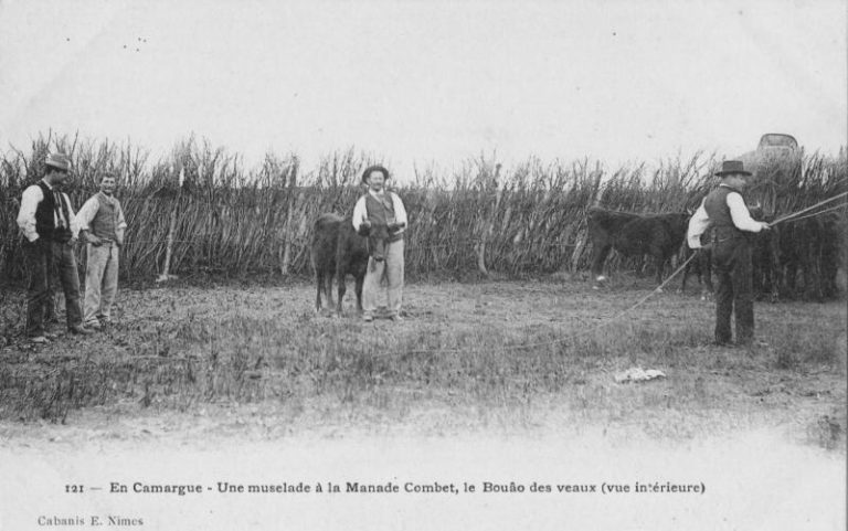 Manade Combet, les origines de la devise rouge et verte