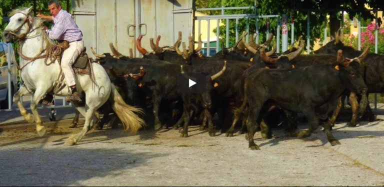 LANGLADE (15 et 16/08/2019) – Retour en vidéo sur la BANDIDO 10/20 TAUREAUX