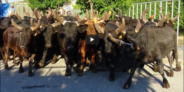 LANGLADE (14/08/2019) – Retour en vidéo sur la BANDIDO + 30 TAUREAUX
