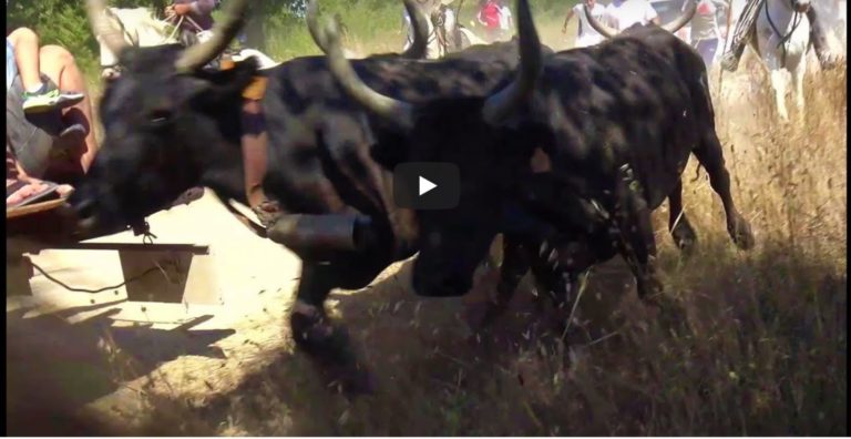 PARIGNARGUES (02 et 03/08/2019) – Retour en video BANDIDO/ENCIERRO/ABRIVADO LONGUE/ABRIVADO