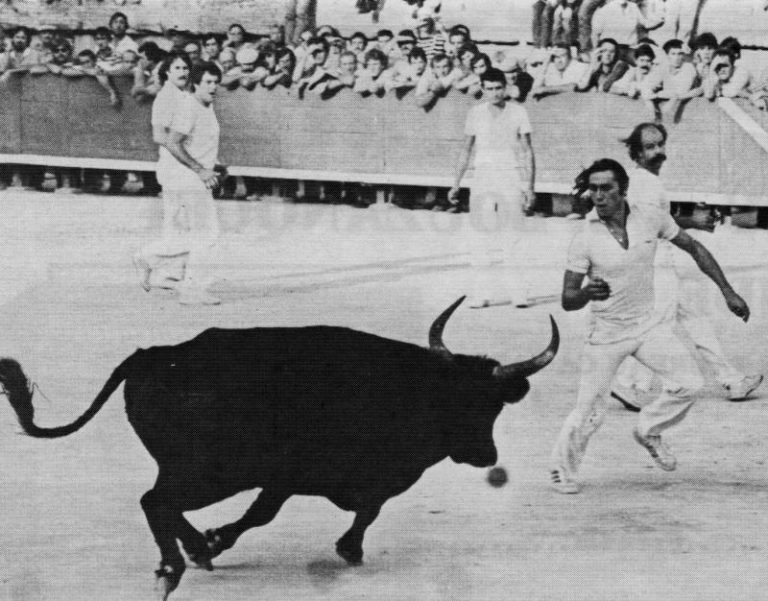 SEGREN, le grand cocardier de la grande dame de Camargue
