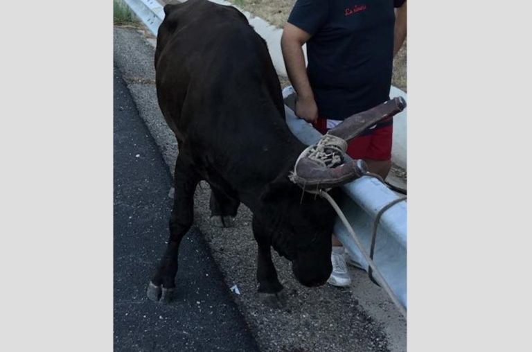 Fait divers // Un taureau sur l’A9