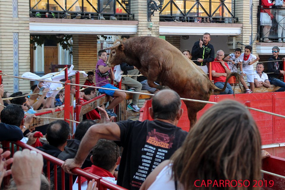 VIDEO // Un toro s’échappe des Arènes de Caparroso et termine dans le Rio Aragon