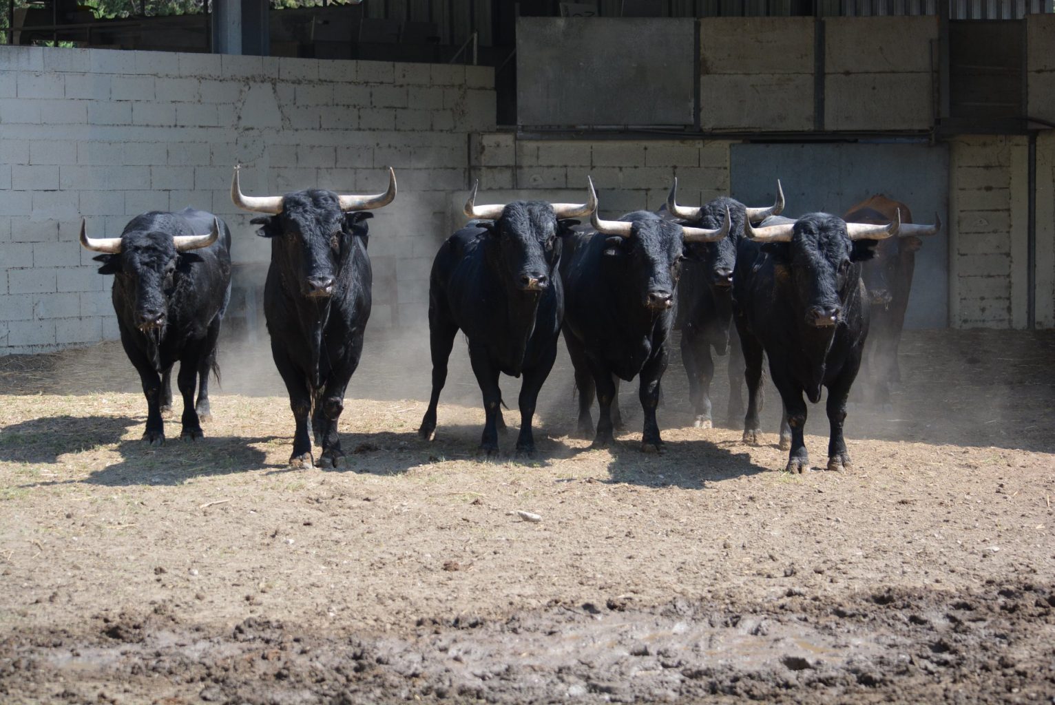 FERIA DU RIZ ARLES 2019 – Les toros sont aux corrales