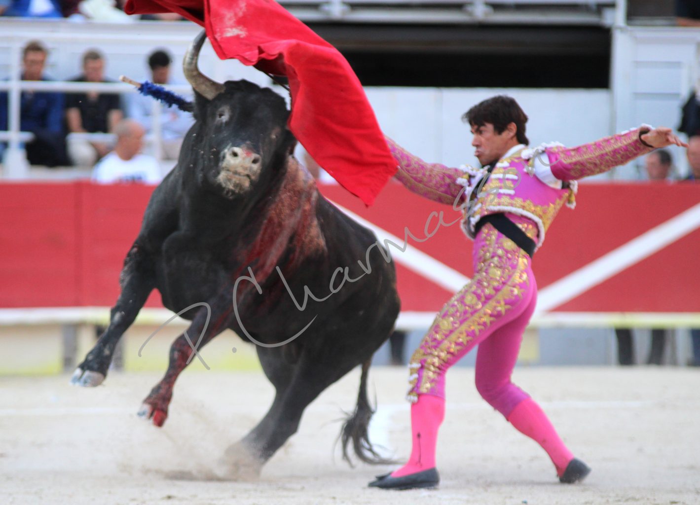 Reportage photographique de la corrida de Pahla en Arles (08-09-2019, Pierrick Charmasson)