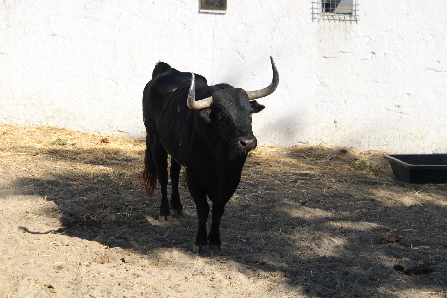 BILAN FERIA DES VENDANGES 2019, Partie 1 // Déception chez les cornus..