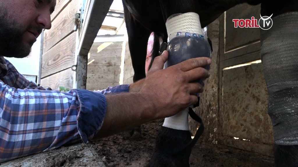VIDEO // Les protections d’Optimus (Manade des Baumelles)